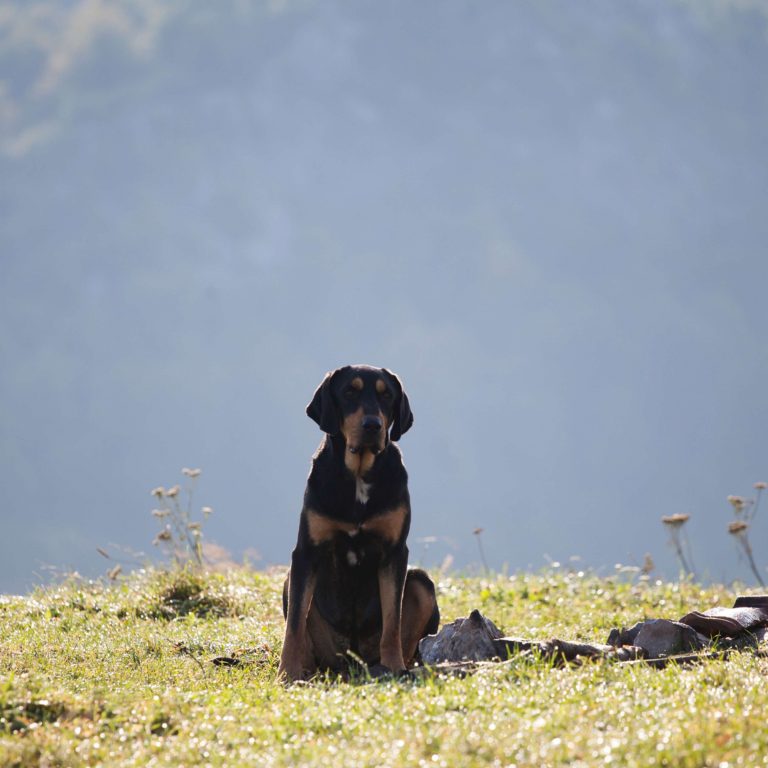 L'abandon des animaux de compagnie : comprendre et agir