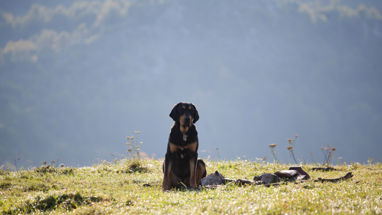 L&rsquo;abandon des animaux de compagnie : comprendre et agir