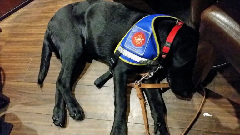 Devenir famille d&rsquo;accueil pour chien guide : une aventure familiale au service de la solidarité