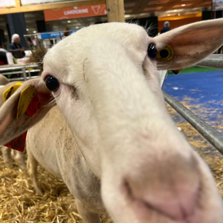 Spéciale Salon de l'Agriculture 2025 : "De la terre à l'assiette, un an après la crise"