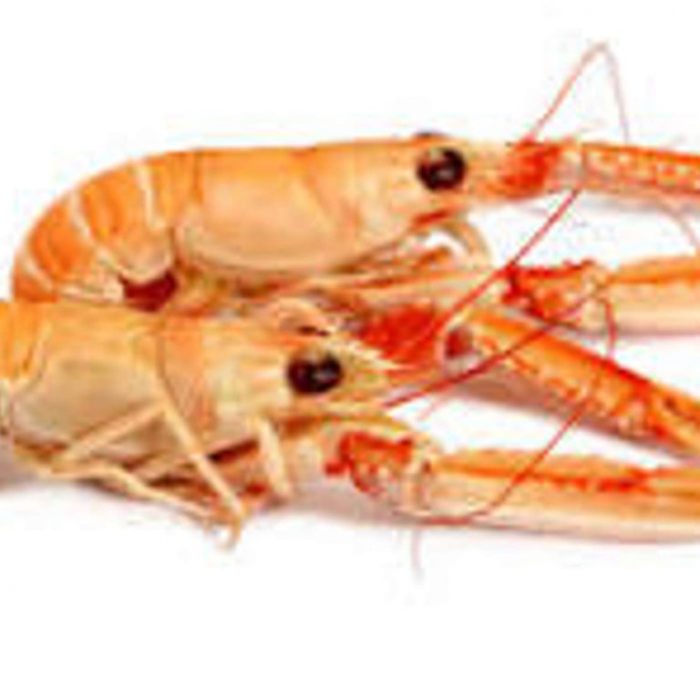 Salade de langoustines à la vinaigrette à l’huile de cameline