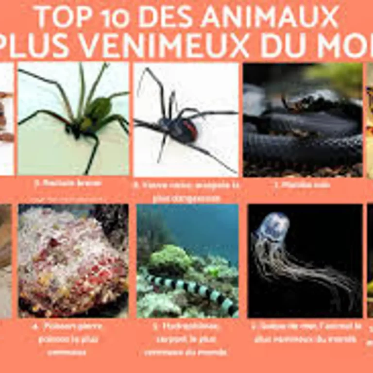Poésie des listes