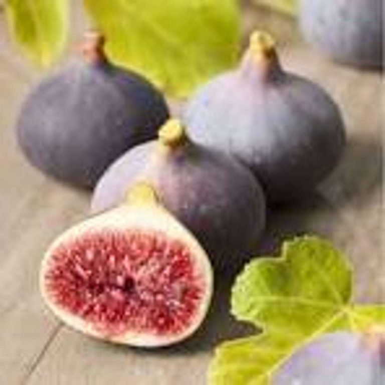 La figue de solliès et fruits d’automne