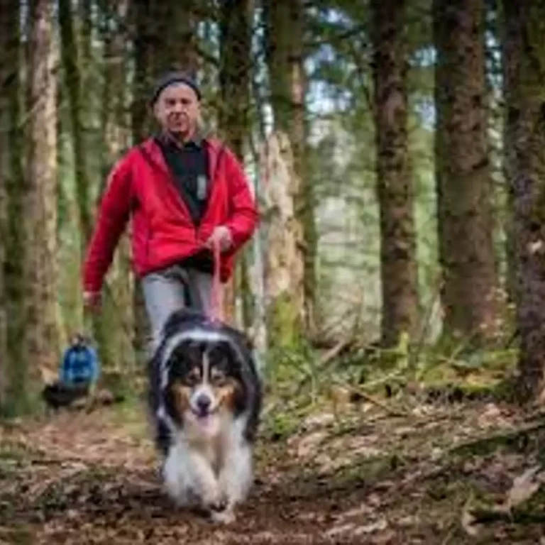 Marcheur et chien infatigables