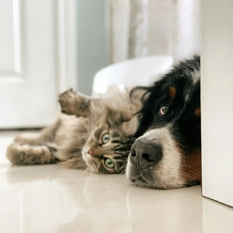 L’animal de compagnie, un membre de la famille ?