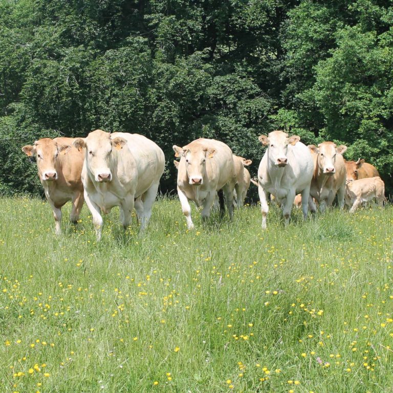 Agriculture bio : l'espoir d'un renouveau en Pays de la Loire avec Christian Francheteau, agriculteur bio et représentant de la chambre d'agriculture
