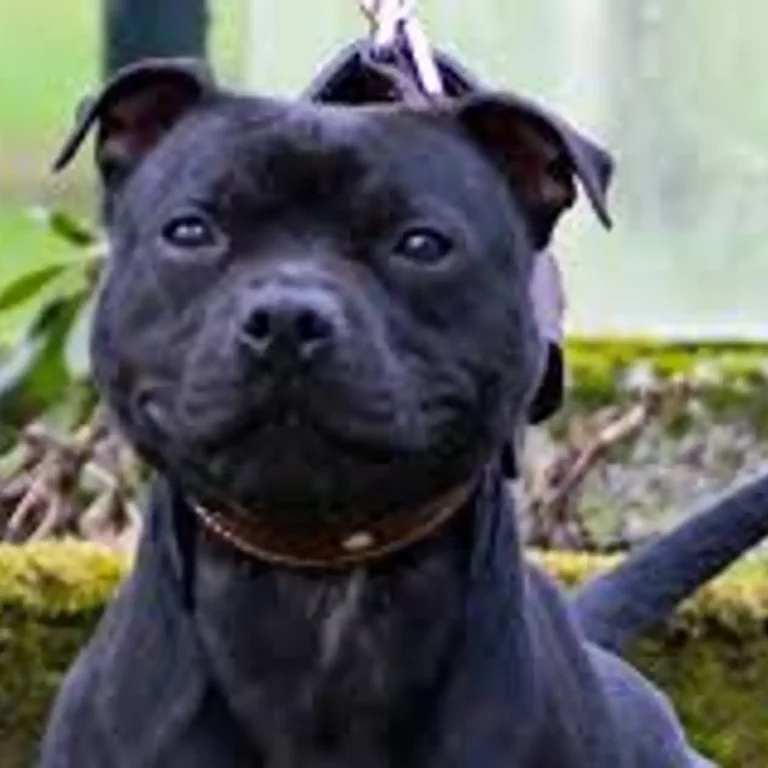 Faut-il euthanasier le chien Curtis ?