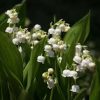 1er mai : Tous les secrets du muguet révélés !