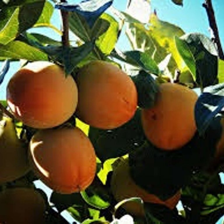 gâteau aux abricots